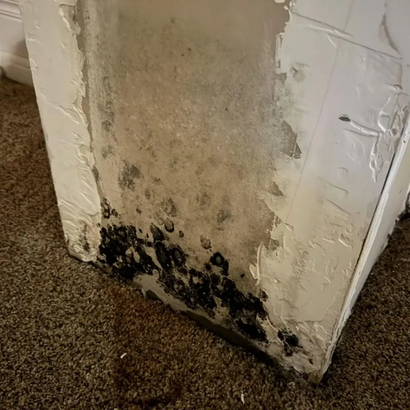 Professional Mold Removal in Grandview, WA